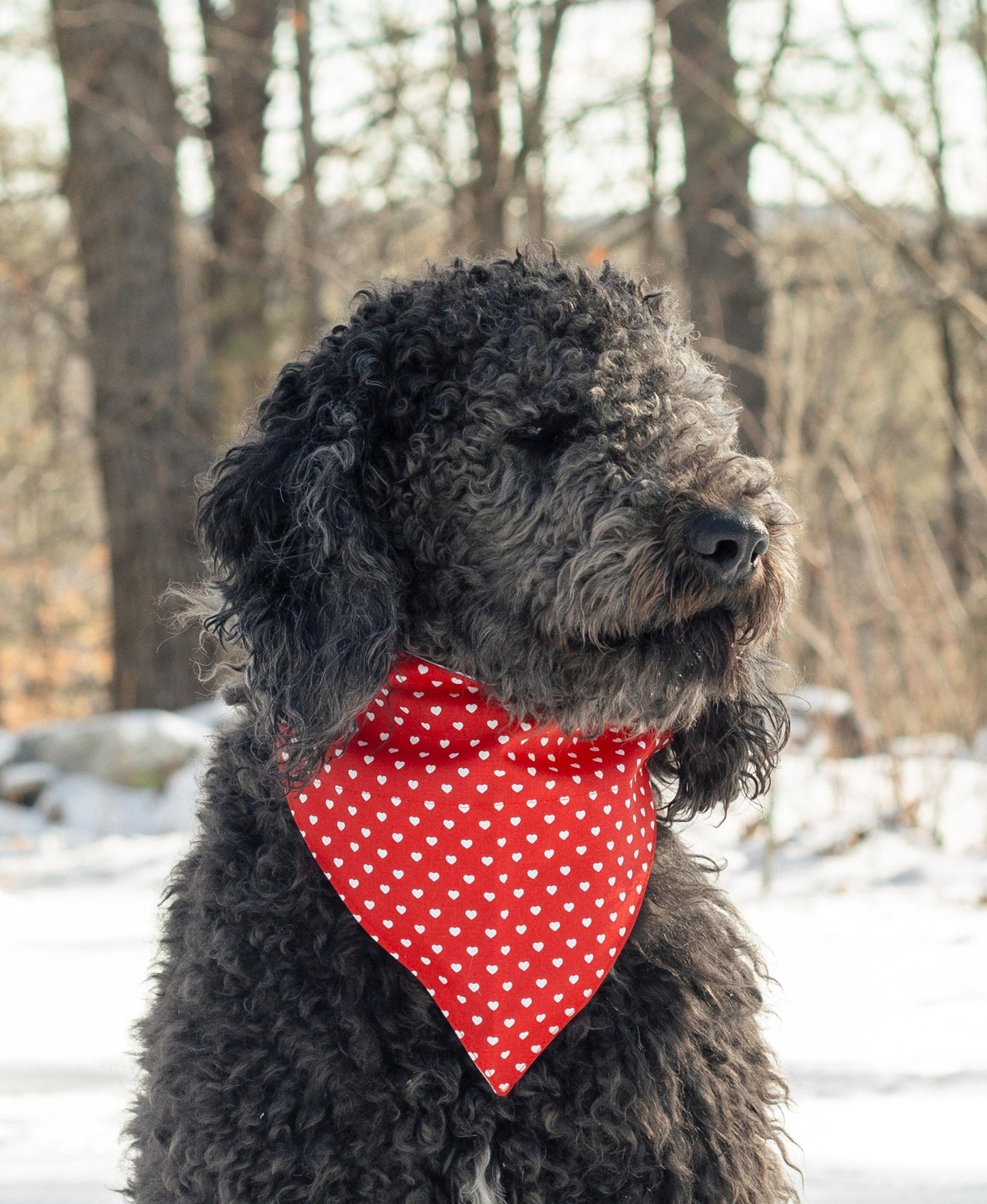 Valentine's Day bandana for dog, red with white hearts collar on bandana, over the collar dog bandana, white hearts on red, dog lover gift