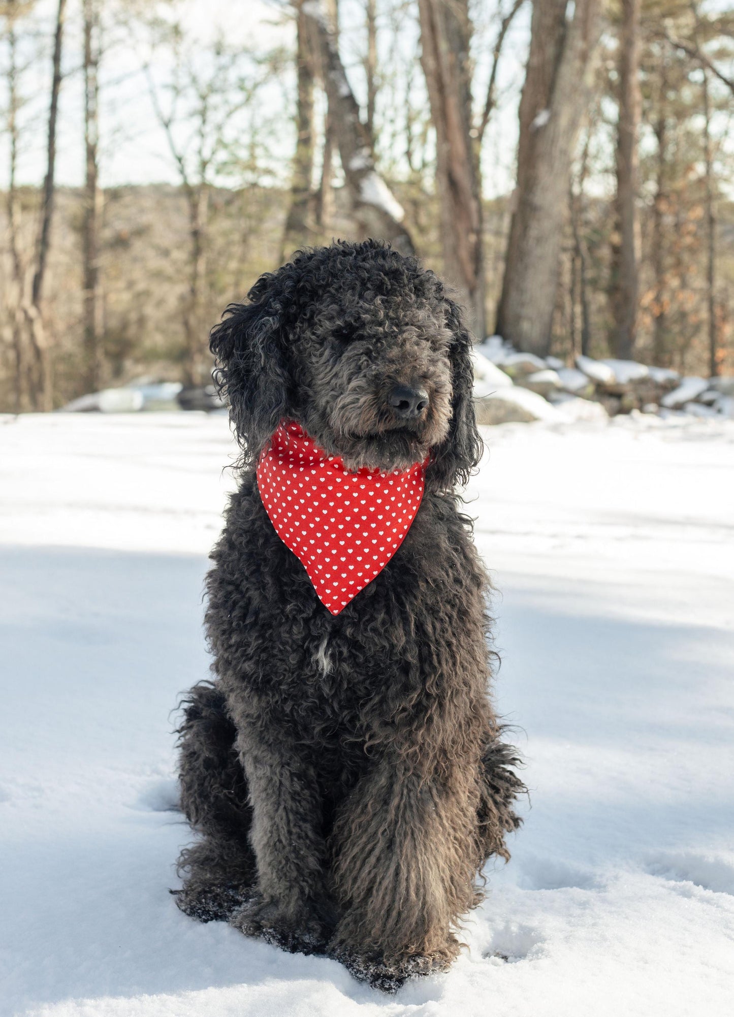 Valentine's Day bandana for dog, red with white hearts collar on bandana, over the collar dog bandana, white hearts on red, dog lover gift