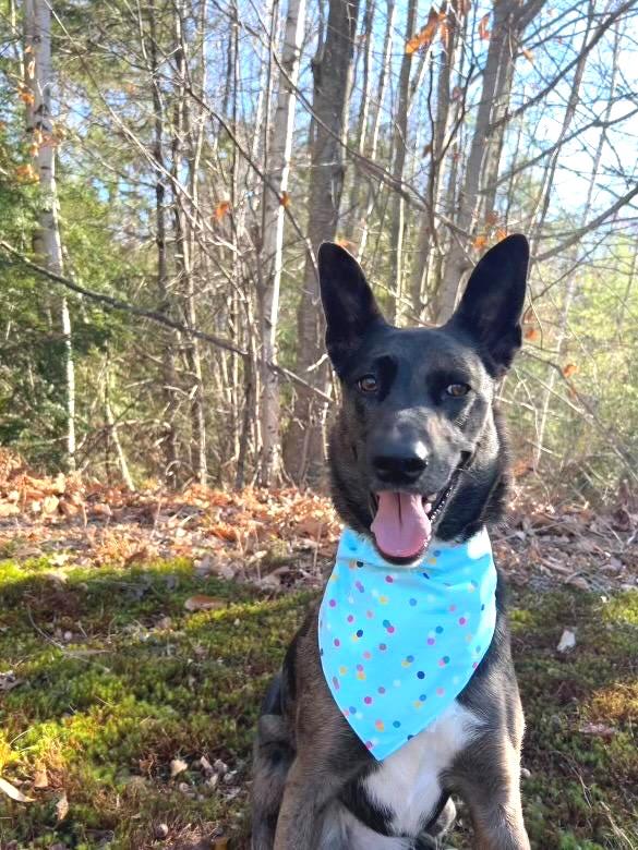 Dog bandana, birthday dog bandana, party collar on dog bandana, confetti fun over the collar bandana, celebration dog bandana all sizes